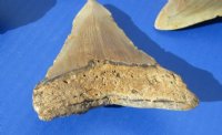 3 to 3-1/2 inches High Quality Megalodon Teeth Without Restoration <font color=red> Wholesale</font> - 2 @ $45.00 each; 4 @ $40.00 each