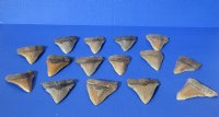 4-1/2 to 4-7/8 inches <font color=red> Wholesale High Quality</font> Megalodon Teeth Without Restoration - Pack of 1 @ $94.99 each; Pack of 3 @ $85.00 each