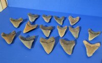 4 to 4-1/2 inches High Quality Megalodon Teeth Without Restoration <font color=red> Wholesale</font> - 2 @ $85.00 each; 3 @ $75.00 each