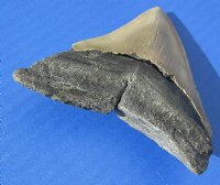 4-1/2 to 4-7/8 inches <font color=red> Wholesale High Quality</font> Megalodon Teeth Without Restoration - Pack of 1 @ $94.99 each; Pack of 3 @ $85.00 each