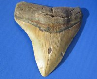 4 to 4-1/2 inches High Quality Megalodon Teeth Without Restoration <font color=red> Wholesale</font> - 2 @ $85.00 each; 3 @ $75.00 each