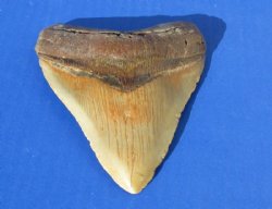 5 to 5-1/2 inches High Quality Unrestored Large Megalodon Teeth <font color=red> Wholesale</font> - 3 @ $175.00 each (deliver signature required)