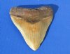 5-1/2 to 5-7/8 inches Unrestored Large High Quality Megalodon Shark Teeth <font color=red> Wholesale</font> - 3 @ $225.00 each (Delivery Signature Required)