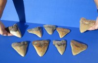 5 to 5-1/2 inches Large High Quality Megalodon Shark Tooth <font color=red> Wholesale</font> for $194.99 each