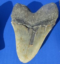 5 to 5-1/2 inches High Quality Unrestored Large Megalodon Teeth <font color=red> Wholesale</font> - 3 @ $175.00 each (deliver signature required)