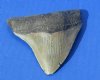 3 to 3-1/2 inches <font color=red> Wholesale High Quality</font> Megalodon Teeth Without Restoration - Pack of 2 @ $45.00 each; Pack of 4 @ $40.00 each
