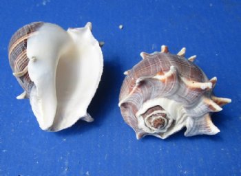 Florida Crown Conch Shells, Melongena Corona , 4 to 5 inches - 5 @ $7 each; 10 @ $6.35 each