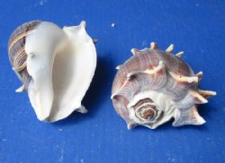 Florida Crown Conch...
