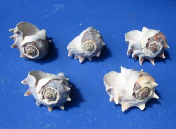 Florida Crown Conch Shells, Melongena Corona , 4 to 5 inches - 5 @ $7 each; 10 @ $6.35 each