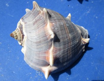 Florida Crown Conch Shells, Melongena Corona , 4 to 5 inches - 5 @ $7 each; 10 @ $6.35 each