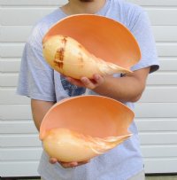 Melon Shells