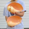 Melon Shells Bulk and Hand Selected
