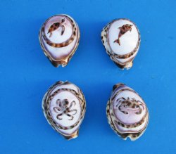 Carved Sealife Tiger Cowrie Shell Magnets, Turtle, Dolphin, Crab, Octopus - 10 @ $2.08 each; 30 @ $1.87 each