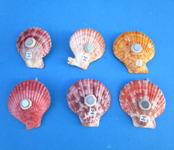 Colorful Pecten Nobilis Shell Magnet Decorated With Tiny Seashells - 10 @ $1.60 each; 30 @ $1.44 each
