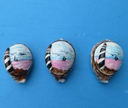 Painted Tiger Cowrie Shell Magnets with 3d Lighthouse 3 inches - 10 @ $2.40 each