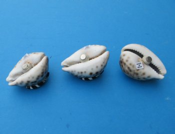 Painted Tiger Cowrie Shell Magnets with 3d Lighthouse 3 inches - 10 @ $2.40 each