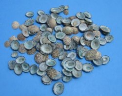 Green Limpet Shells<font color=red> Wholesale</font> Scurria Mesoleuca - Bulk Bag of 5 pounds @ $43.00 a pound