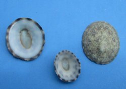 Small Green Limpet Shells in Bulk 1/2 inch to 1 inches  - 1/2 pound bag for <font color=red>$34.99</font> (Over 450 per 1/2 - pound  or .08 each