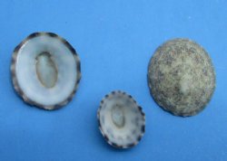 Green Limpet Shells in Bulk 1/2 inch to 1 inches  - 1/2 pound bag for $38.40 (Over 450 per 1/2 - pound or  <font color=red>.09 each </font>) 