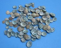 Green Limpet Shells in Bulk 1/2 inch to 1 inches  - 1/2 pound bag for $38.40 (Over 450 per 1/2 - pound or  <font color=red>.09 each </font>) 