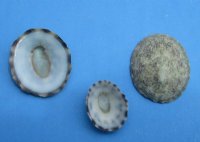 Green Limpet Shells<font color=red> Wholesale</font> Scurria Mesoleuca - Bulk Bag of 5 pounds @ $43.00 a pound