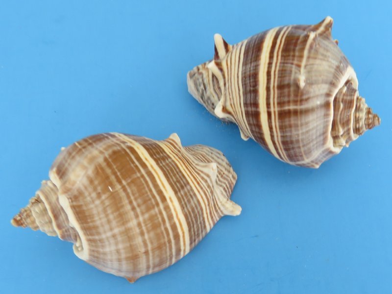 Small Caribbean Crown Conch Shell in Bulk 2 to 23/4 inches 10 .60 each