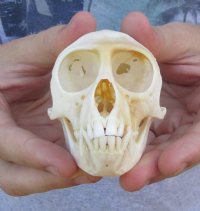 Monkey Skulls