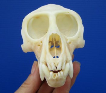 Monkey Skull, Monkey Skulls