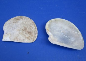 4" Unpolished Natural Mother of Pearl Gold Lip Shells <font color=red> Wholesale</font>  Case:125 @ $1.20 each