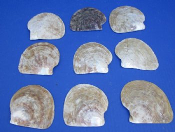 4" Unpolished Natural Mother of Pearl Gold Lip Shells <font color=red> Wholesale</font>  Case:125 @ $1.20 each