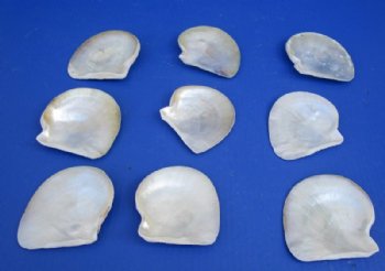 4" Unpolished Natural Mother of Pearl Gold Lip Shells <font color=red> Wholesale</font>  Case:125 @ $1.20 each