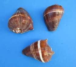 Pacific Crown Conch...