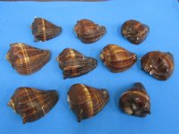Pacific Crown Conch Shells, Melongena Patula, 3 inches - 10 @ $1.44 each; 30 @ $1.28 each