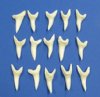 1-7/8 inch <font color=red> Wholesale</font> Large Mako Shark Tooth for Sale - Pack of 10 @ $9.20 each