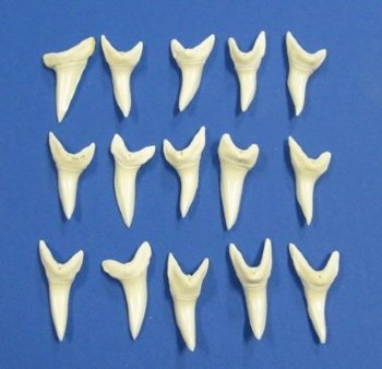 1-7/8 inches Modern Day Large Shortfin Mako Shark Tooth for Sale - Pack of 2 @ <font color=red> $15.00 each</font> (Plus $5 Ground Advantage Mail) 