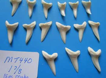 1-7/8 inches Large Mako Shark Teeth  <font color=red> Wholesale</font> - $9.20 each<font color=red> Buy these15 @ SALE $6.00 EACH</font> 