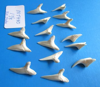 1-7/8 inches Large Mako Shark Teeth  <font color=red> Wholesale</font> - $9.20 each<font color=red> Buy these15 @ SALE $6.00 EACH</font> 