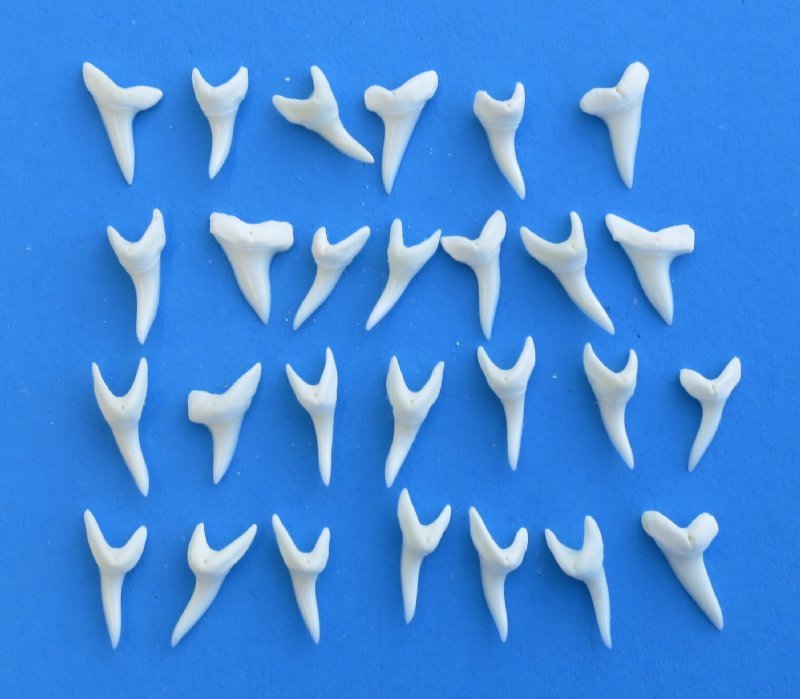 7/8 inch Modern Day Mako Shark Teeth for Sale in Bulk Bag of 50 for .66