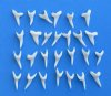 7/8 inch <FONT COLOR=RED>Wholesale</FONT> Modern Day Mako Shark Teeth in Bulk -  Bag of 200 @ .46 each; Wholesale Pack of 500 @ .43 each