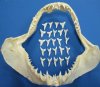 1 inch <font color=red> Wholesale</font> Modern Day Shortfin Mako Shark Teeth for Sale in Bulk - Bag of 150 @ .64 each; Bag of 300 @ .58 each