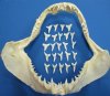 1 inch Modern Day Shortfin Mako Shark Teeth for Sale - Bag of 25 @ <font color=red> $1.12 each</font> (Plus $6.50 First Class Mail Postage)