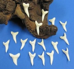 1-1/2 inches Modern Day Shortfin Mako Shark Teeth <FONT COLOR=RED> Wholesale</font>  - 25 @ $3.70 each