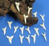1-1/2 inches White Shortfin Mako Shark Teeth for Sale - Pack of 6 @ $6.60 each;
