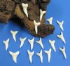 1-1/2 inches Modern Day Shortfin Mako Shark Teeth - 6 @ $6.60 each; (Plus $5.00 First Class Mail)