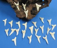 1-1/2 inches Modern Day Shortfin Mako Shark Teeth <font color=red> Wholesale</font> - 100 @ $3.30 each (Delivery Signature Required