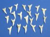   1-1/4 inches Modern Day Shark Teeth <FONT COLOR=RED>Wholesale</FONT> from a Shortfin Mako -  Bag of 100 @ $1.50 each