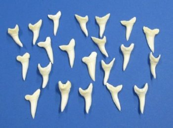   1-1/4 inches Modern Day Shortfin Mako Shark Teeth <FONT COLOR=RED>Wholesale</FONT> 100 @ $1.50 each