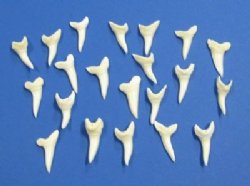   1-1/4 inches Modern Day Shortfin Mako Shark Teeth <FONT COLOR=RED>Wholesale</FONT> 100 @ $1.50 each