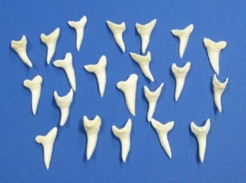 1-1/4 inches Real White Shortfin Mako Shark Tooth - <font color=red> 3 @ $3.00 each</font> (Plus $5 Ground Advantage Mail)