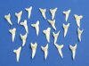 1-1/4 inches Real White Shortfin Mako Shark Tooth - 3 @ $3.00 each; (Plus $5.00 First Class Mail)